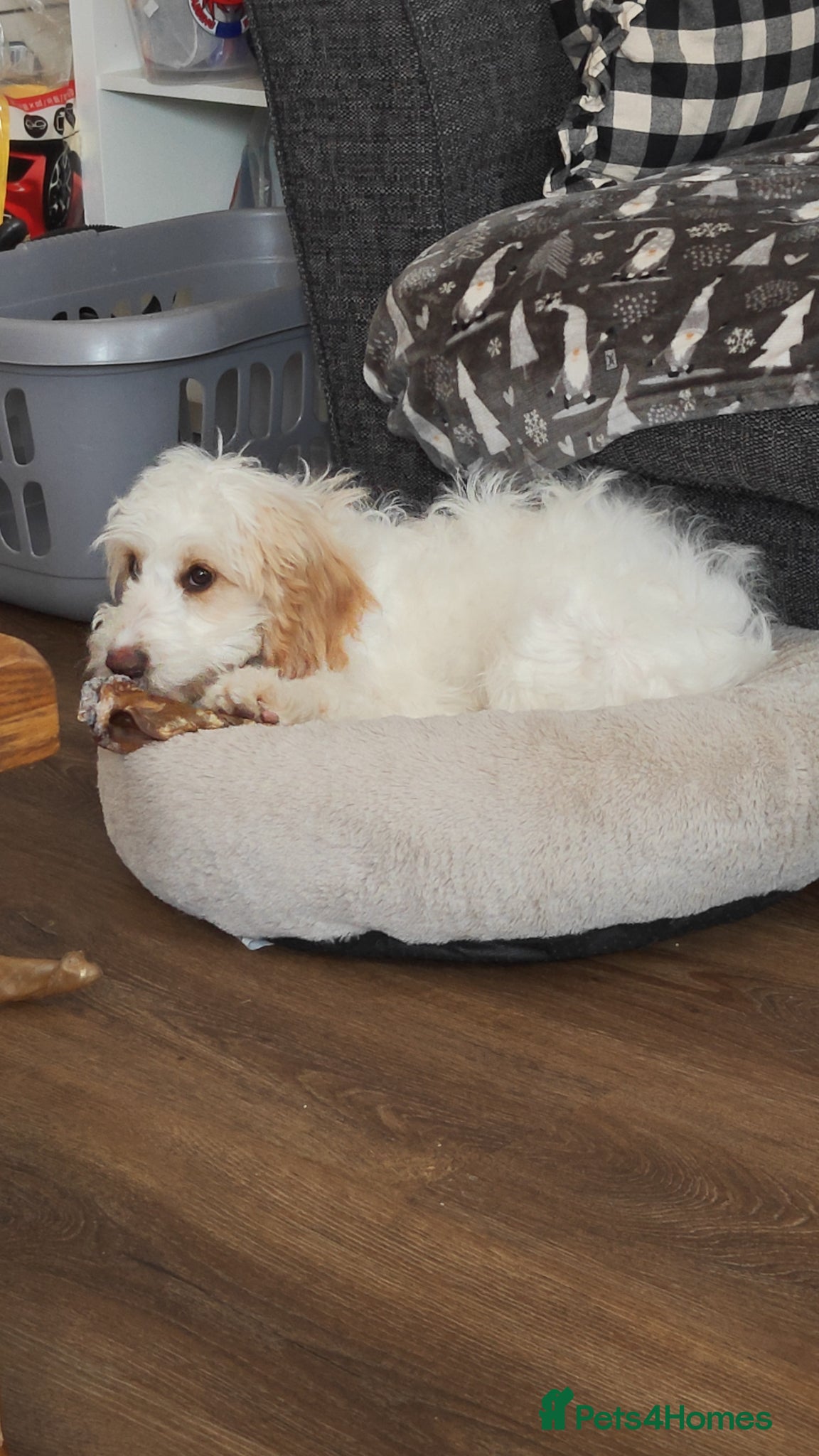 Cockapoo dogs Beautiful cockapoo - Advert 15