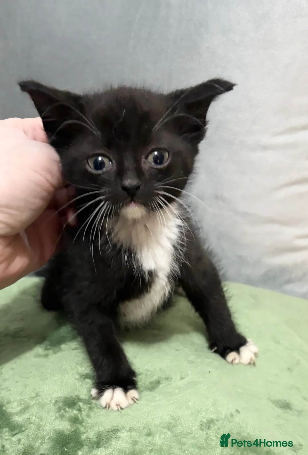 Mixed Breed cats for sale: bengal/sphynx kittend - Advert 3