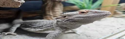 Bearded Dragon reptiles for sale: Bearded dragon and corn snake withbset ups - Advert 1