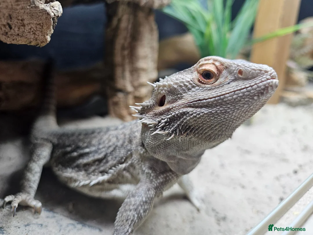 Bearded Dragon reptiles for sale: Bearded dragon and corn snake withbset ups - Advert 1