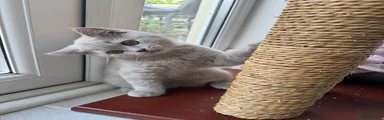 Muffin