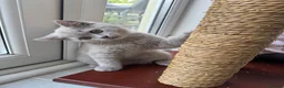 British Shorthair cats for sale: 💜 Lilac BSH Boys – Ready for Their Forever Homes in Dartford - Advert 3