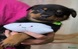 Rottweiler dogs for sale: Rottweiler puppies  - Image 8