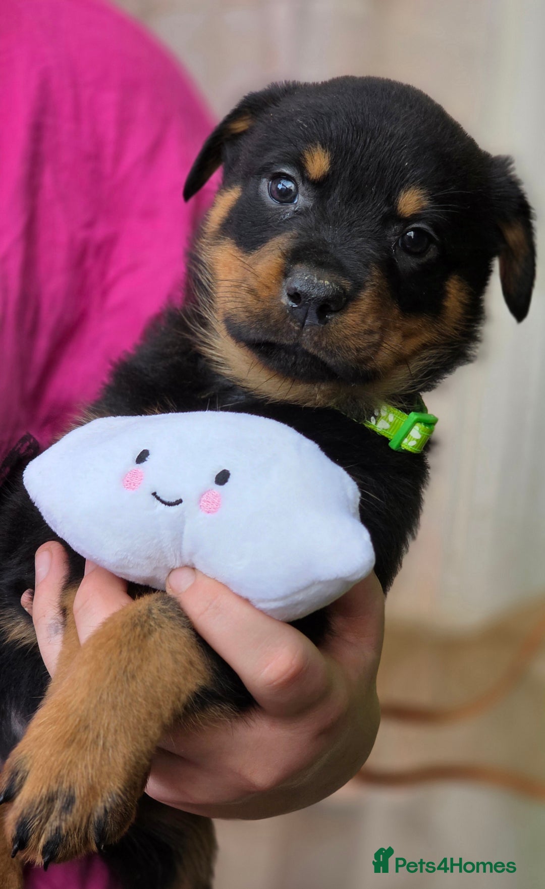 Rottweiler dogs for sale: Rottweiler puppies  - Image 8