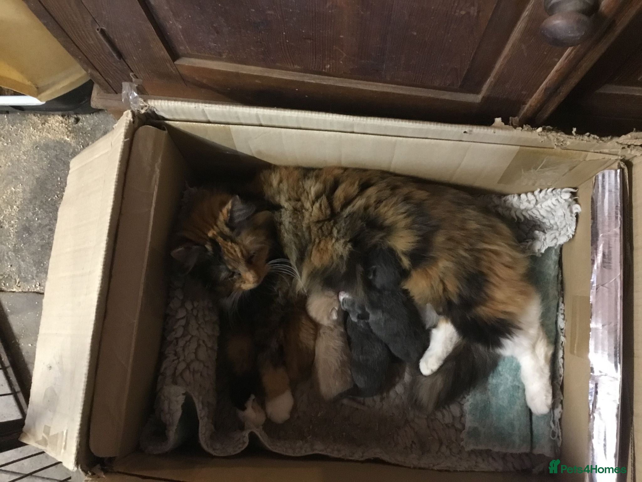 Mixed Breed cats Stunning fluffy kittens looking for forever homes - Advert 2