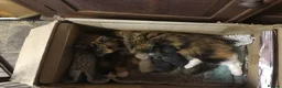 Mixed Breed cats for sale: Stunning fluffy kittens looking for forever homes - Advert 2
