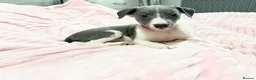 Whippet dogs for sale: Whippet puppies  - Advert 12