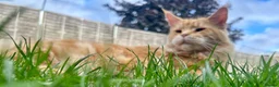 Maine Coon cats for sale: Registered Pedigree Maine Coon Female - Advert 3