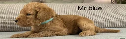 Double Doodle dogs for sale: A REALLY EXCITING MIX OF BREEDS. GORGEOUS!!! - Advert 12