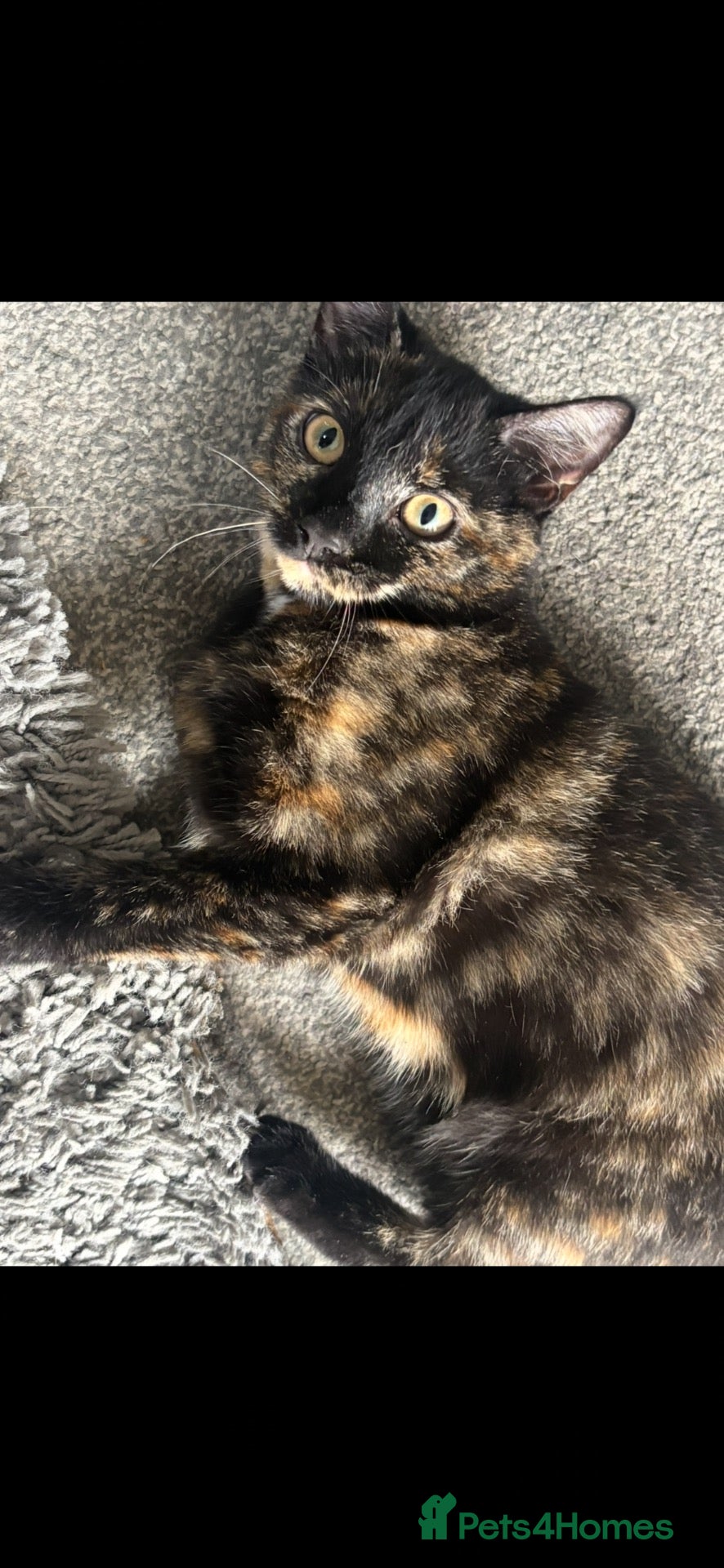 Mixed Breed cats Female tabby kitten, 4.5 months old - Advert 14