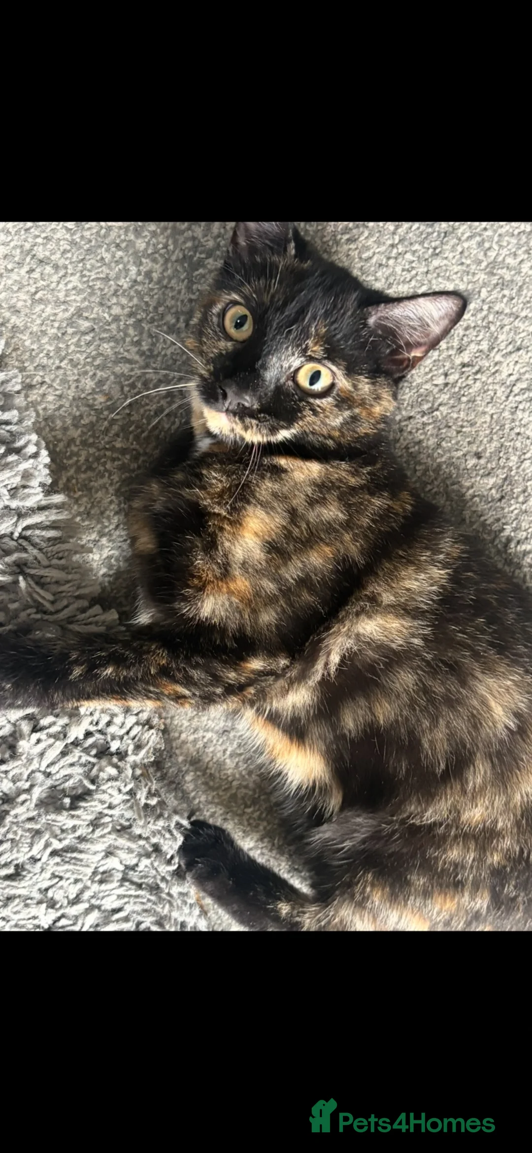 Mixed Breed cats for sale: Female tabby kitten, 4.5 months old in Weston-super-Mare - Advert 1
