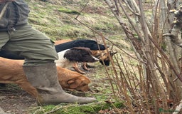 Labrador Retriever dogs for sale: KC Registered Health Tested Working Labs - Image 21