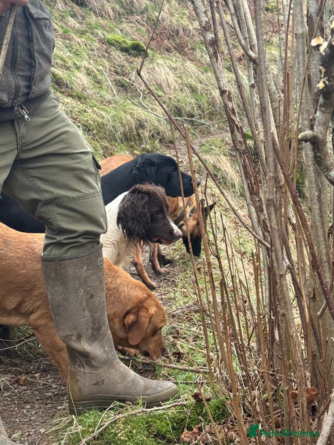 Labrador Retriever dogs for sale: KC Registered Health Tested Working Labs - Image 21