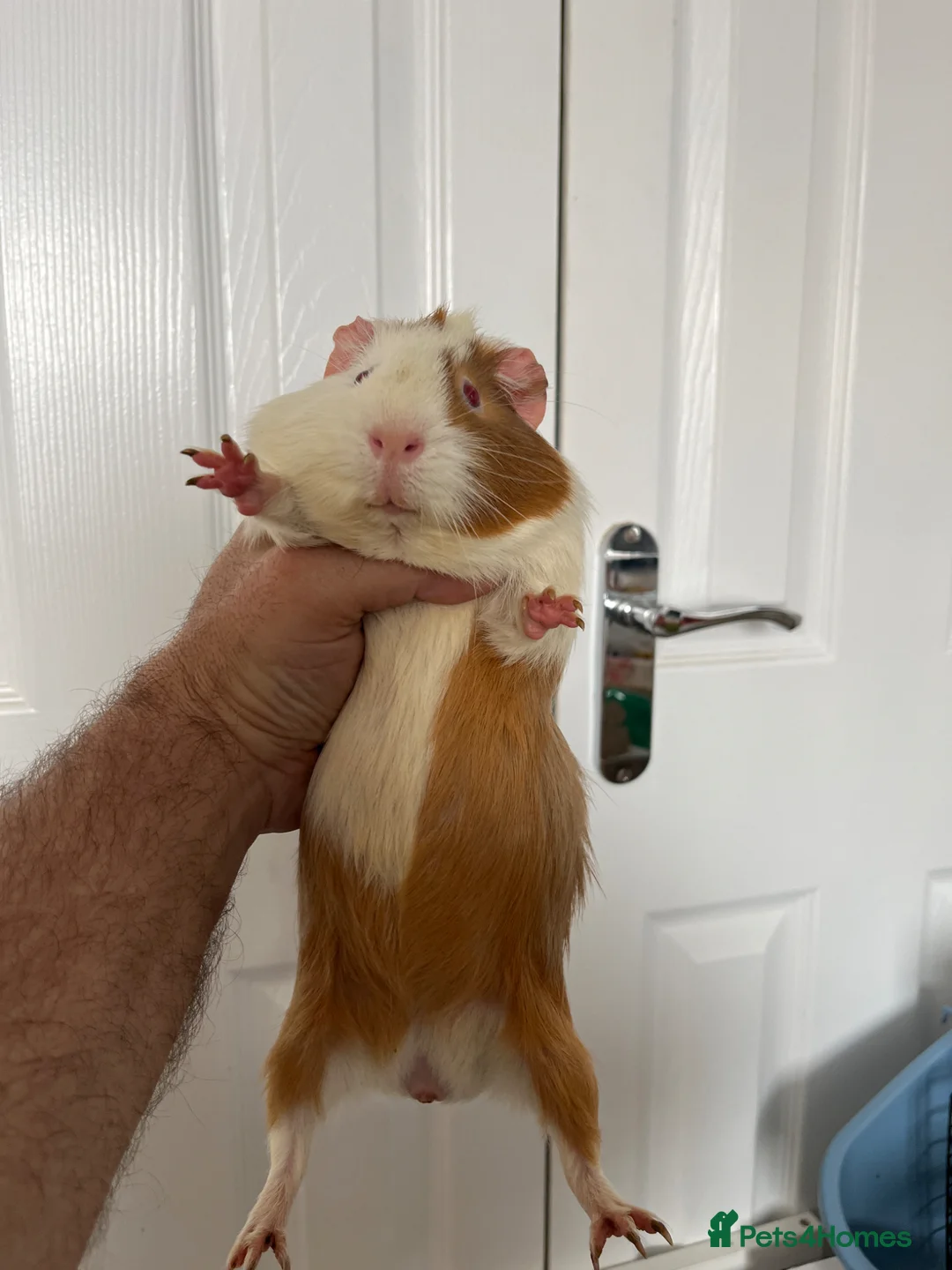 Guinea Pig rodents for sale: 3 guinea pig brothers  in Bristol - Advert 2