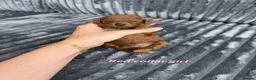 Toy Poodle dogs for sale: FALL-IN poodle toys - Advert 5