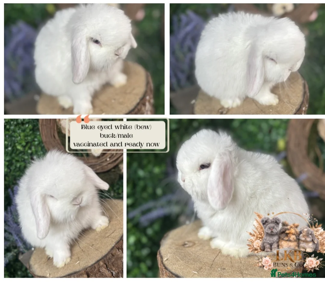 Mini Lop rabbits for sale: ✨PEDIGREE MINI LOPS✨ - Advert 3