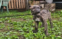 Deerhound dogs for sale: Stunning deerhound pups - Image 8