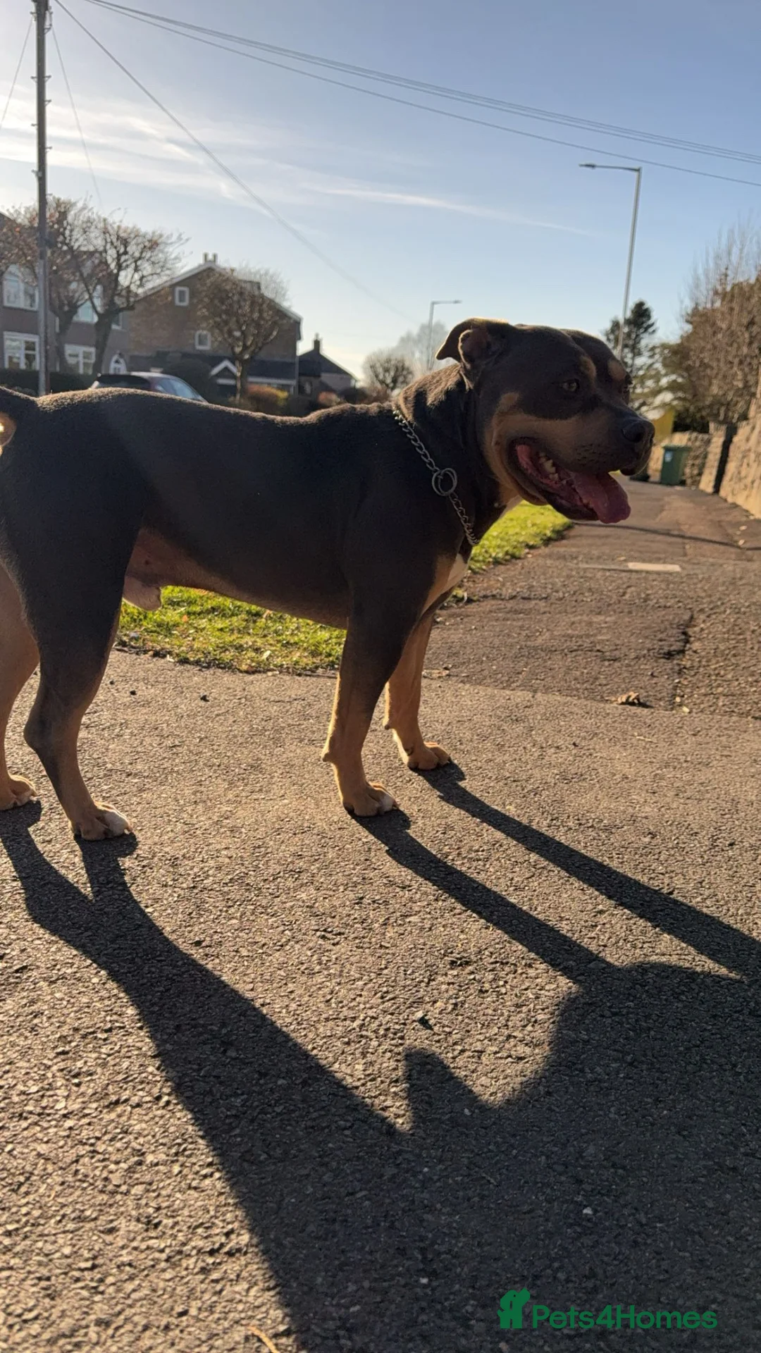 American Bully dogs for sale: Blue Tri boy looking for caring Home  - Advert 1