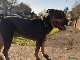 American Bully dogs Blue Tri boy looking for caring Home - Advert 1