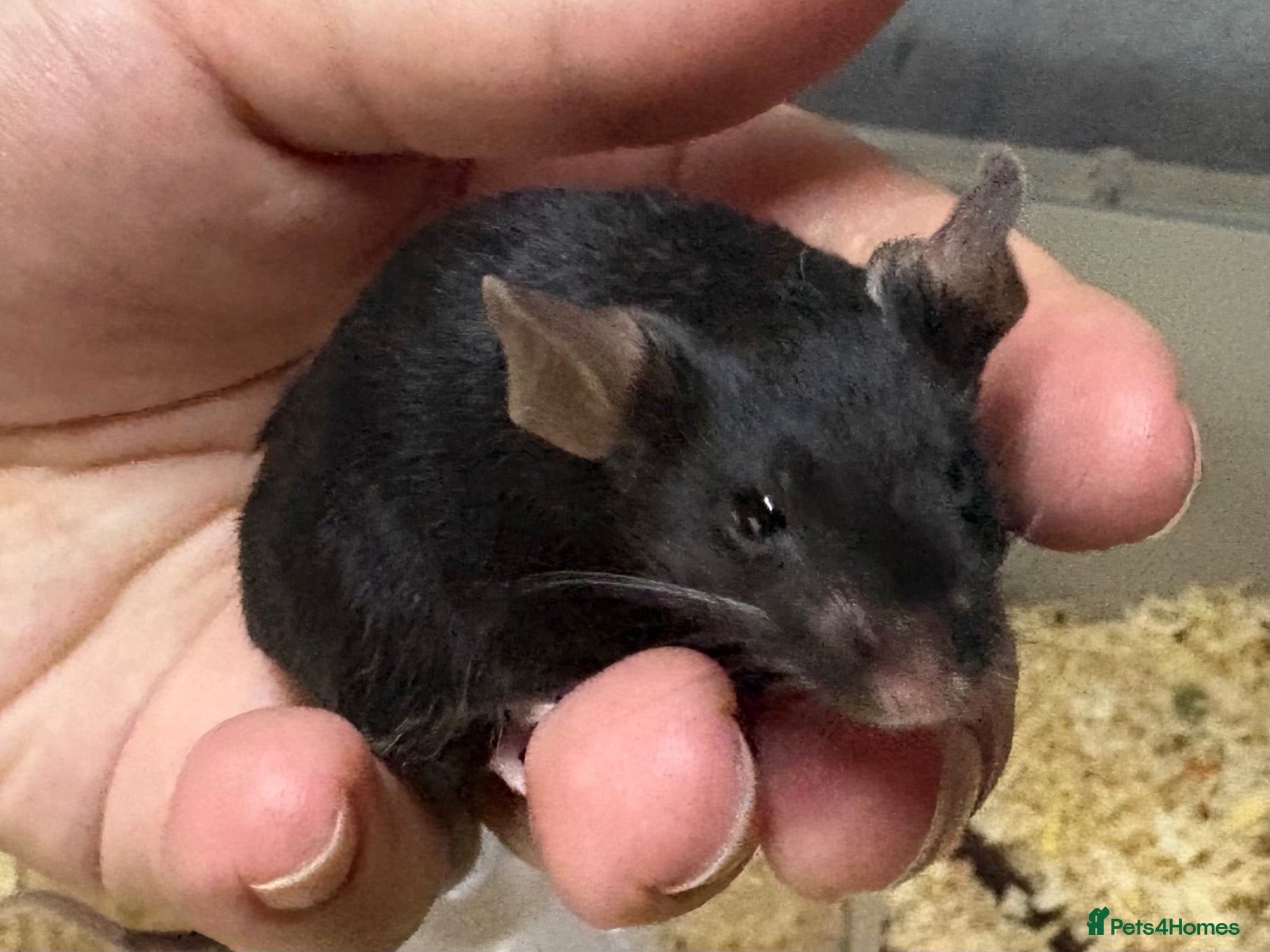 Mouse rodents AVAILABLE: FRIENDLY BABY MALE FANCY MICE FOR SALE - Advert 6