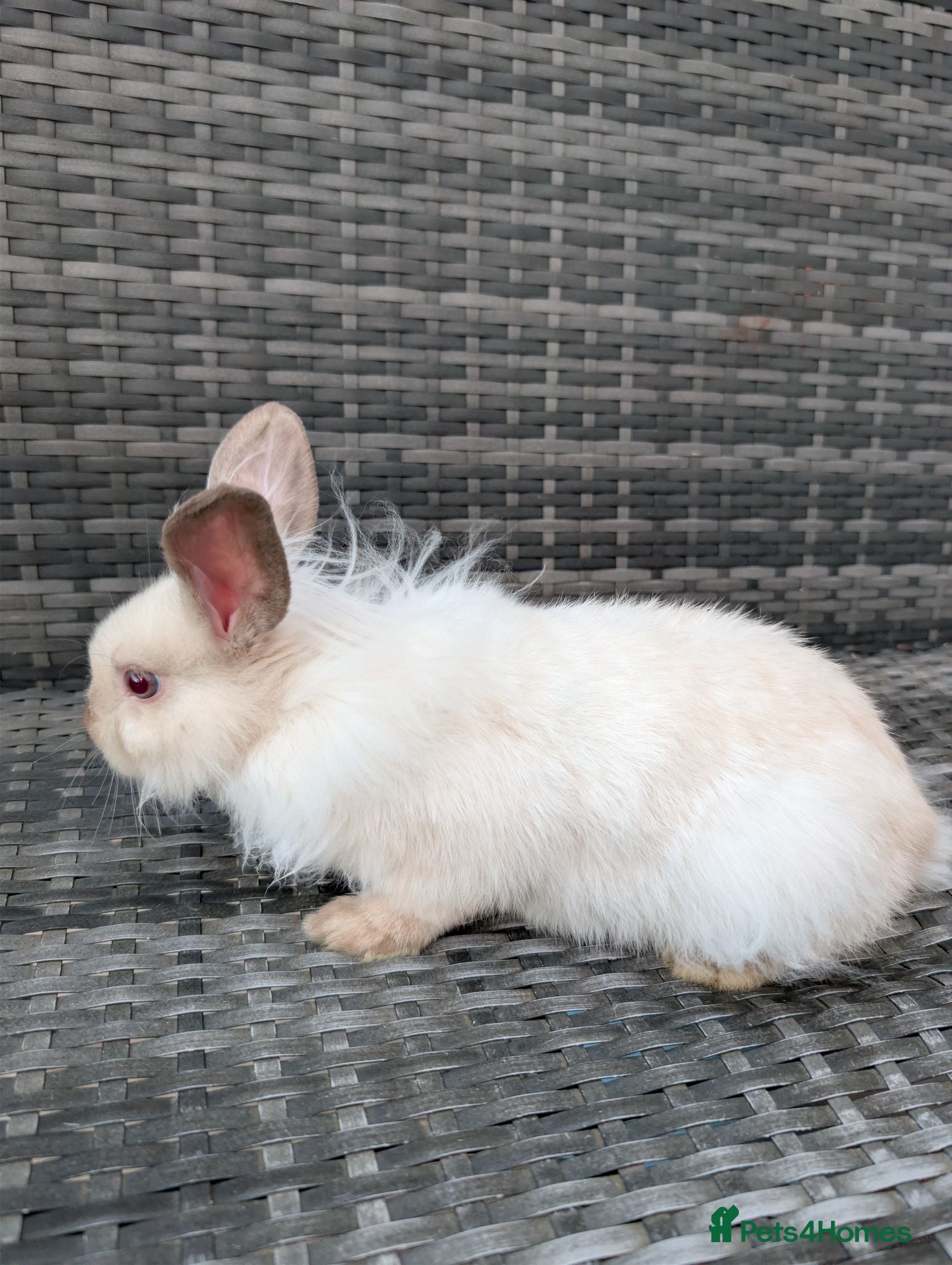 Lionhead rabbits Double Maned Lionheads for sale - Advert 8