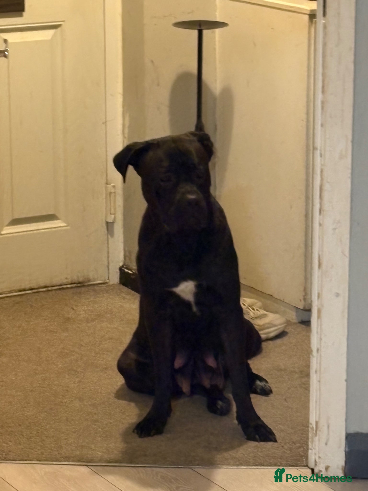 Cane Corso dogs Perfect cane corso puppies  - Advert 1