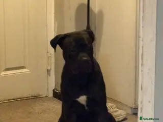 Cane Corso dogs Perfect cane corso puppies - Advert 6