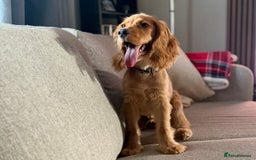 Cocker Spaniel dogs for sale: Gold Show type cocker spaniel - Image 1