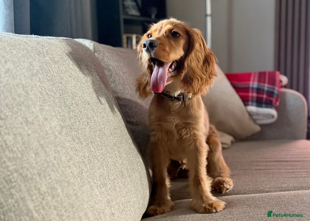 Cocker Spaniel dogs for sale: Gold Show type cocker spaniel - Image 1