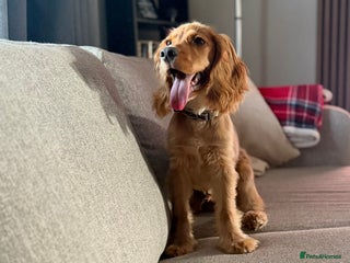 Cocker Spaniel dogs - Advert 2