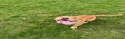 Mixed Breed dogs for sale: Simba | 11 months old staffy cross in Nottingham - Advert 1