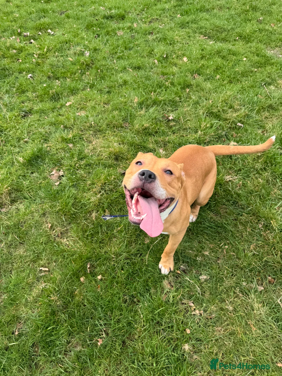 Mixed Breed dogs for sale: Simba | 11 months old staffy cross in Nottingham - Advert 1