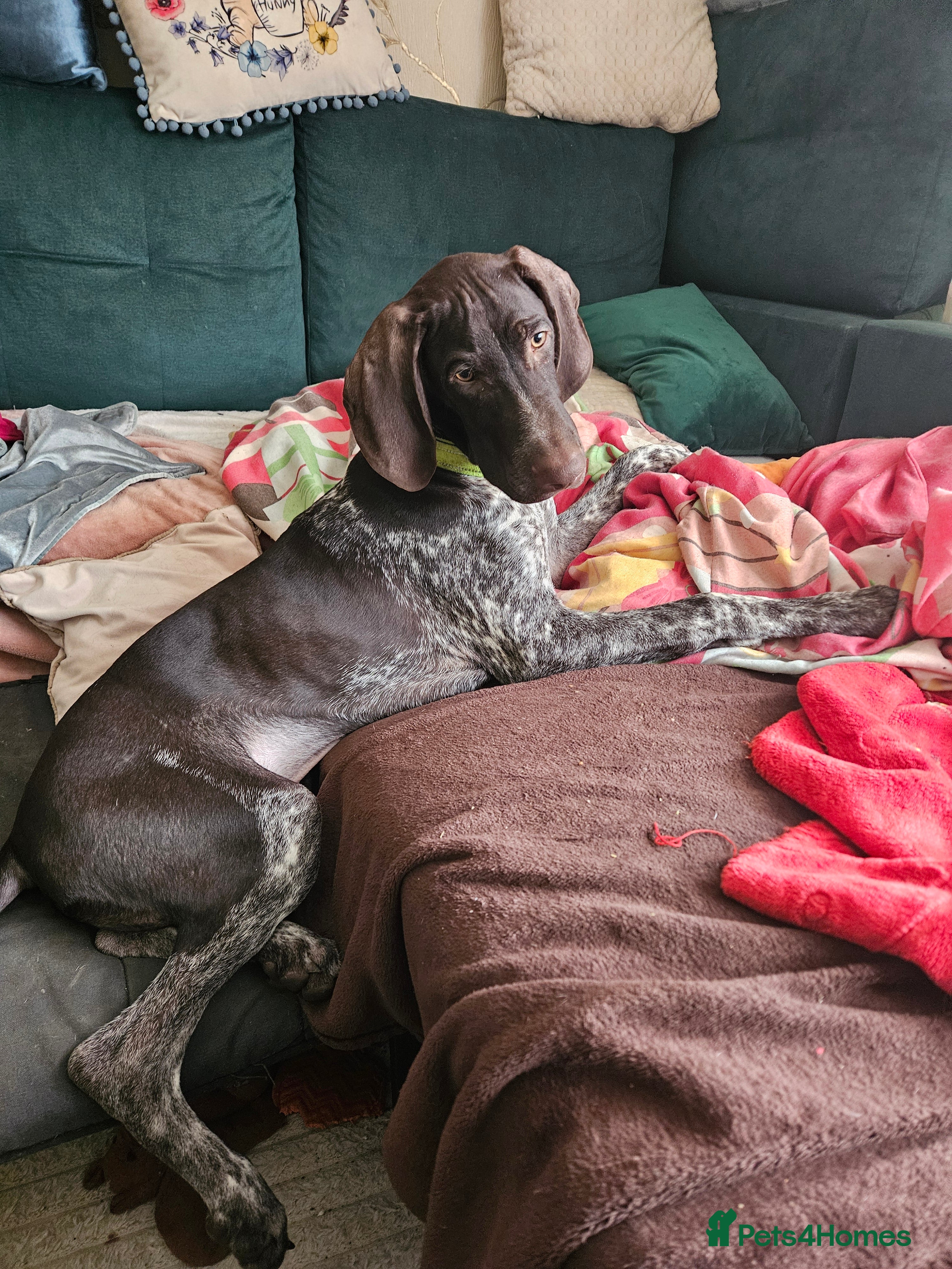 German Shorthaired Pointer dogs GSP puppy for sale  - Advert 11
