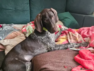 German Shorthaired Pointer dogs GSP puppy for sale - Advert 1