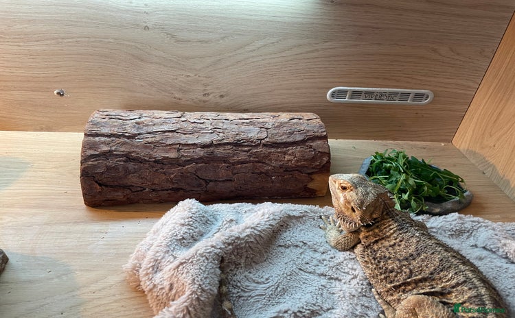 Bearded Dragon reptiles - Advert 11
