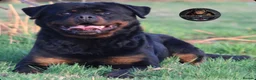Rottweiler dogs for sale: Beautiful Male Rottweiler Now Available  - Advert 7