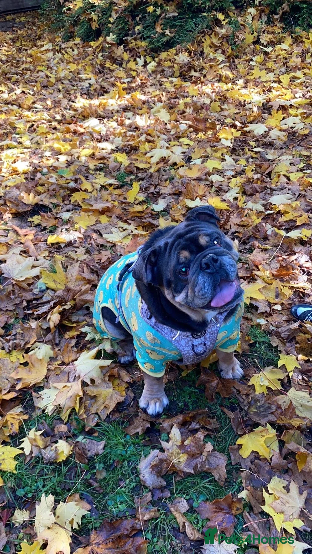 English Bulldog dogs for sale: 3 year Old British Bulldog for rehoming - Advert 1