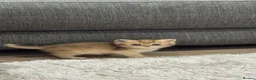 British Shorthair cats for sale: Scottish golden chinchilla ready for new homes  - Advert 21
