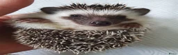 Pygmy Hedgehog rodents for sale: Full pedigree African pygmy hedgehog babies  - Advert 19