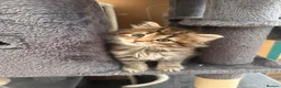 Norwegian Forest Cat cats for sale: Stunningly Adorable Norwegian Forest x Ragdoll  - Advert 3