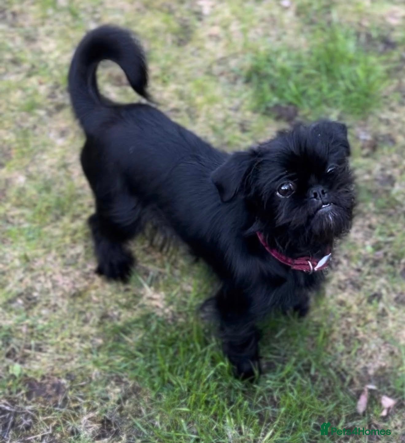 Mixed Breed dogs Female dog for re homing  - Advert 4