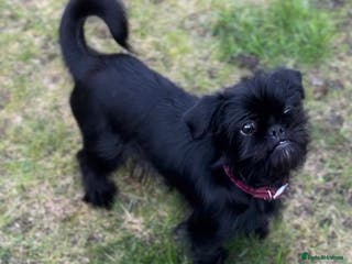 Mixed Breed dogs Female dog for re homing - Advert 1