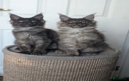 Maine Coon cats for sale: Maine coon kittens, Tica registered  - Image 23
