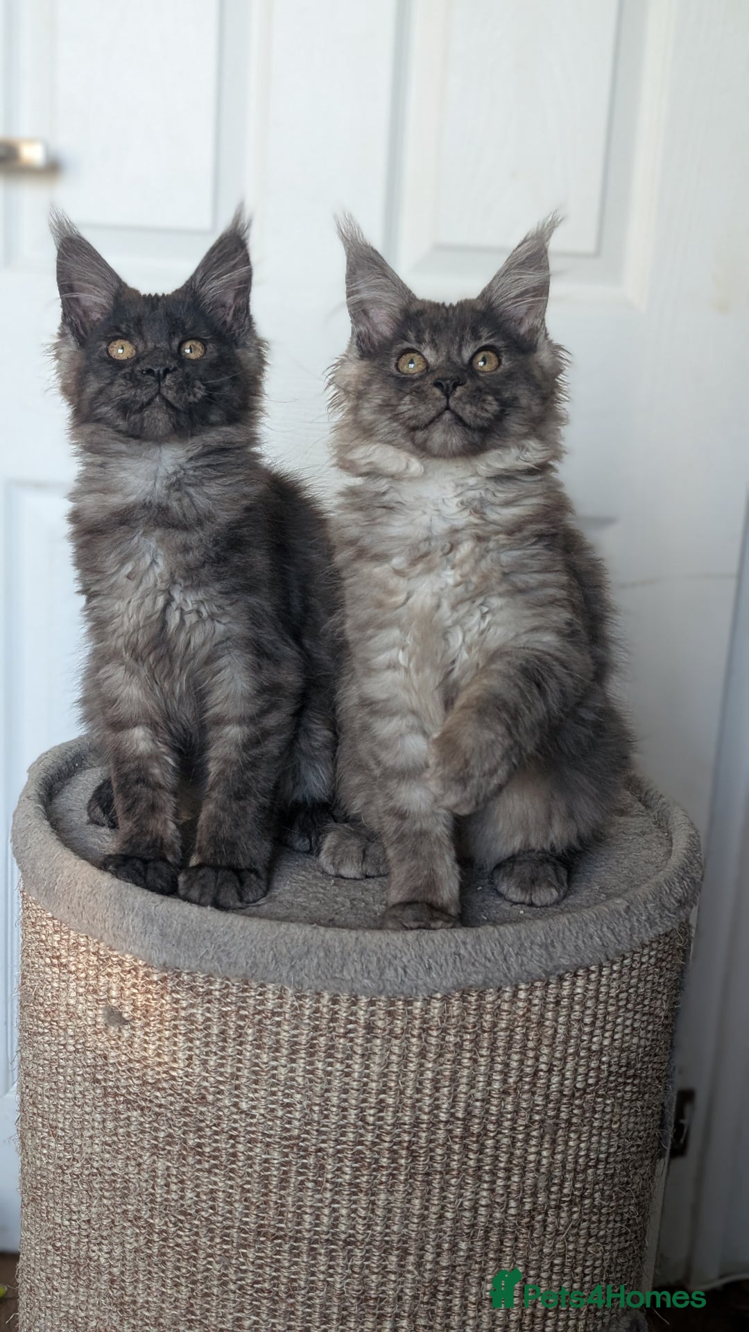 Maine Coon cats for sale: Maine coon kittens, Tica registered  - Image 23