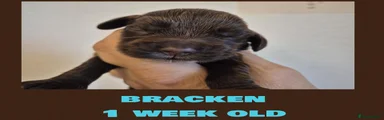 Bracken 