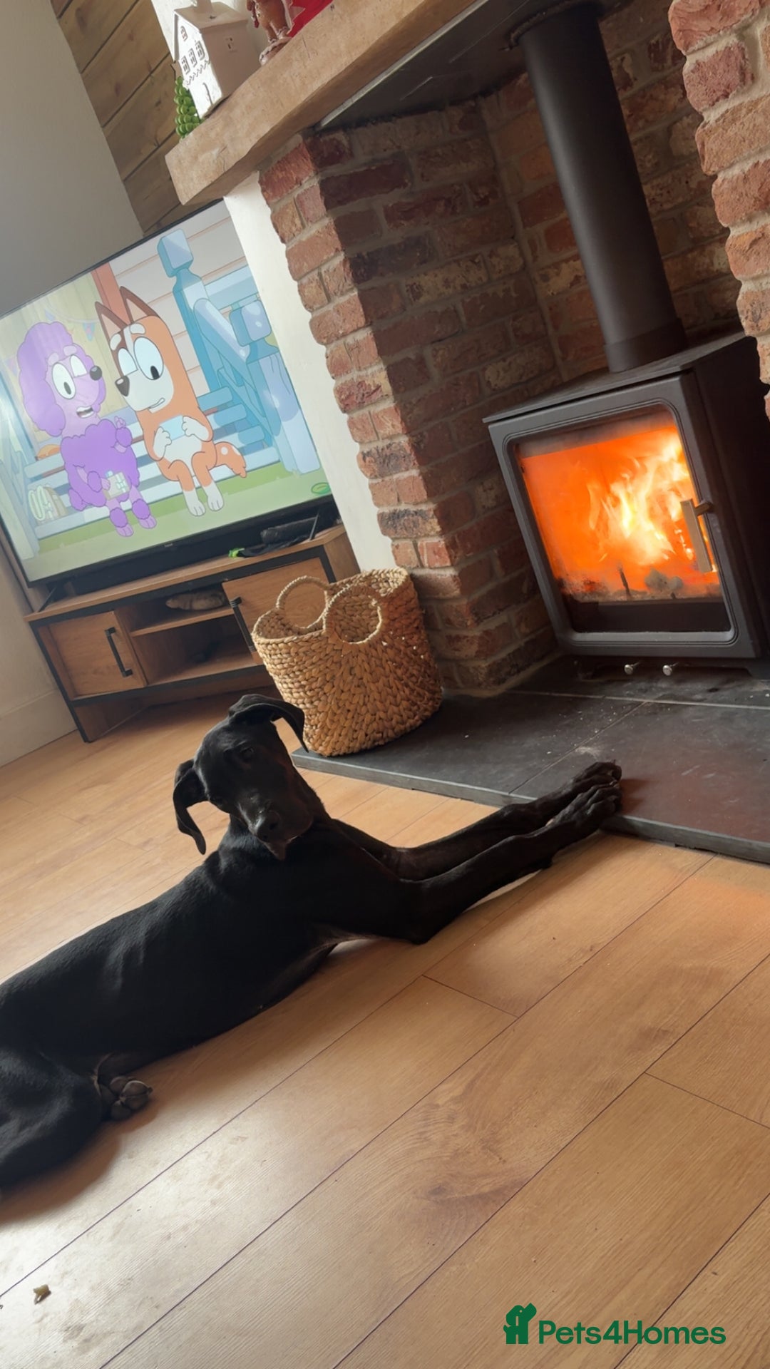 Great Dane dogs for sale: Great Dane  - Advert 1