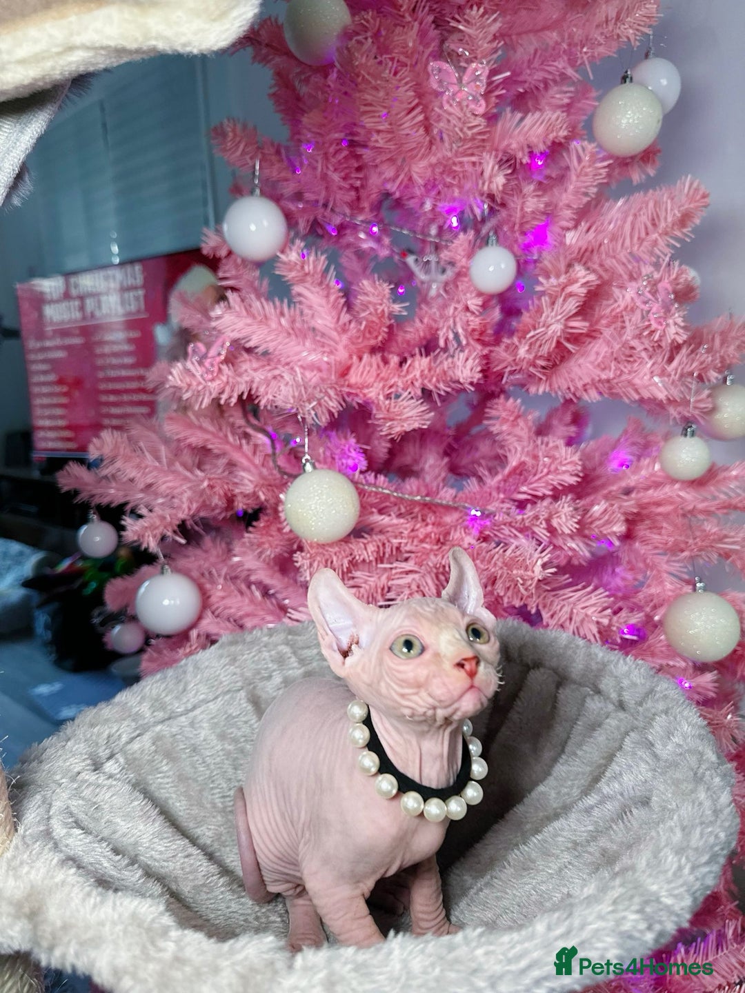 Sphynx cats for sale: 🌟 Stunning Sphynx & Elf Kittens  - Advert 17