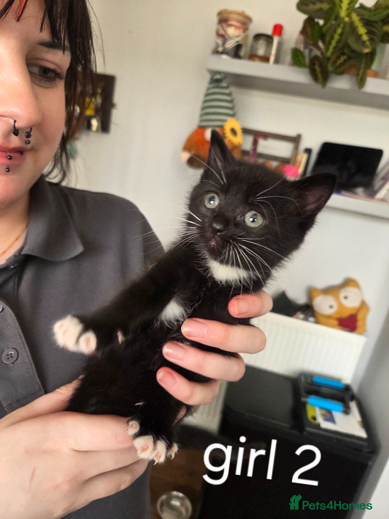 British Shorthair cats 3 beautiful kittens for sale - Advert 12