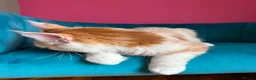 Maine Coon cats for sale: TICA Registered Red Shaded Maine Coon kitten - Advert 16