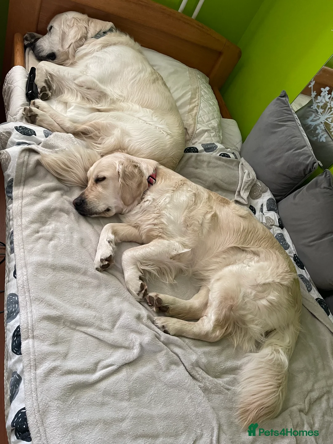 Golden Retriever dogs for sale: KC Registered golden retriever girl - Advert 7